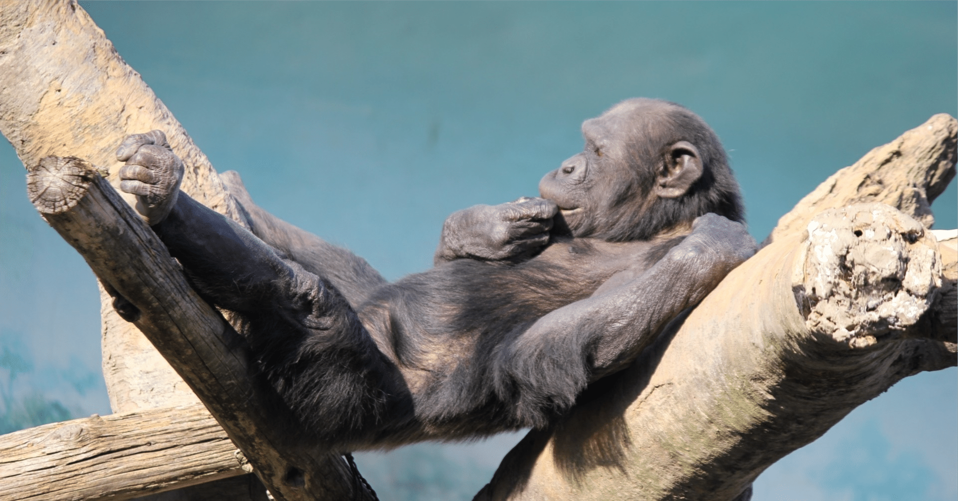 5連ミュージック　クワイ川　サルゴリラチンパンジー サル、ゴリラ、チンパンジー♪」の曲名について調べていたら知った