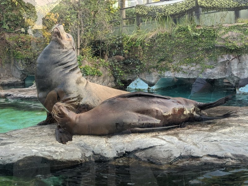 上野恩賜動物園で出会う海の生き物 Natsuki Note