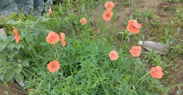 カワイイ花には毒がある！ナガミヒナゲシに御用心｜ウラケン