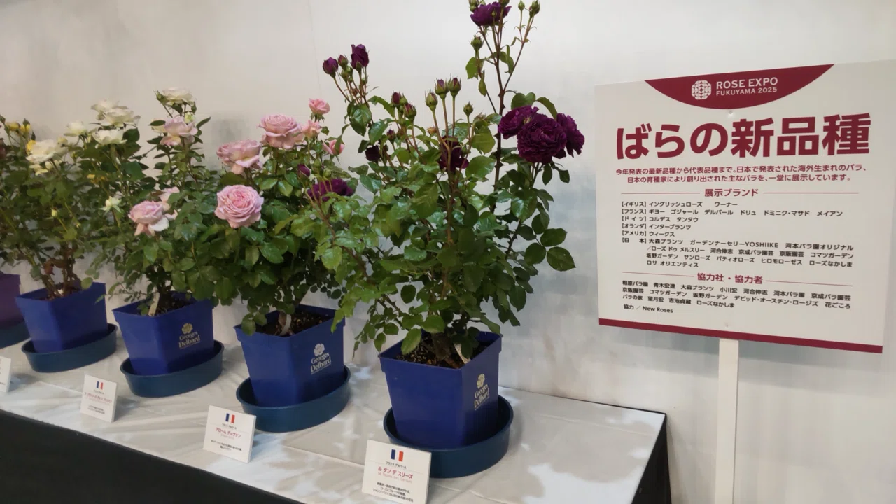 バラの品評会に行ったら素人ムーブをかましてしまった｜弥生りんどう