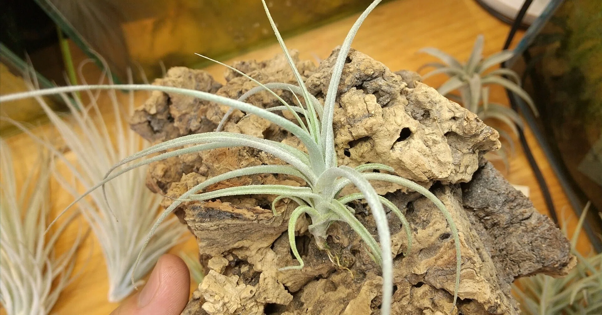 チランジア パドレ パドレ（ローランドゴッセリニーxチアペンシス）03号 | air-plants
