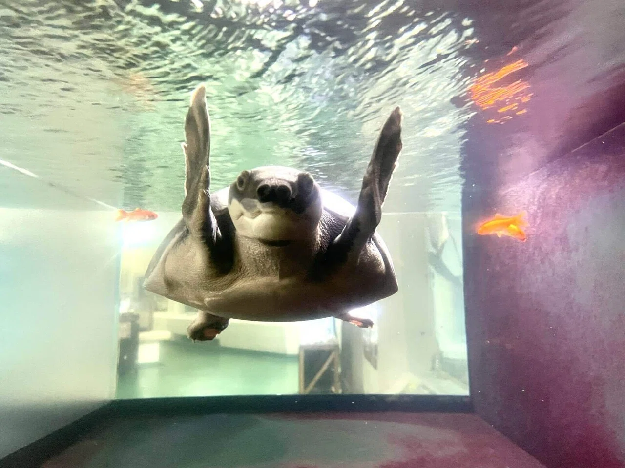 カメがいっぱいな水族館🐢〜世界カメの日～｜桂浜水族館 公式