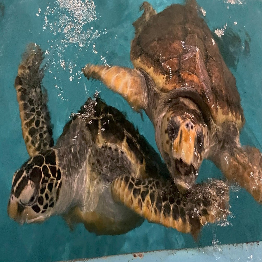 カメがいっぱいな水族館🐢〜世界カメの日～｜桂浜水族館 公式