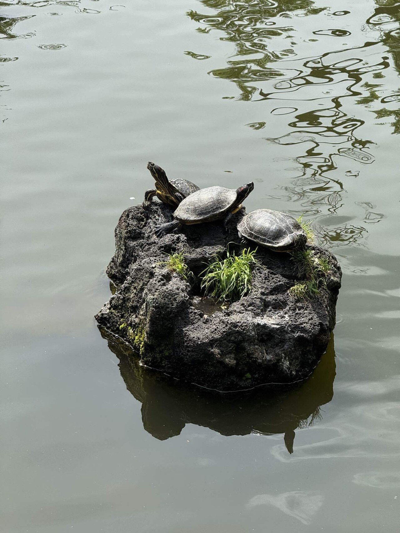 2025/05三島大社亀の甲羅干し｜福田博之