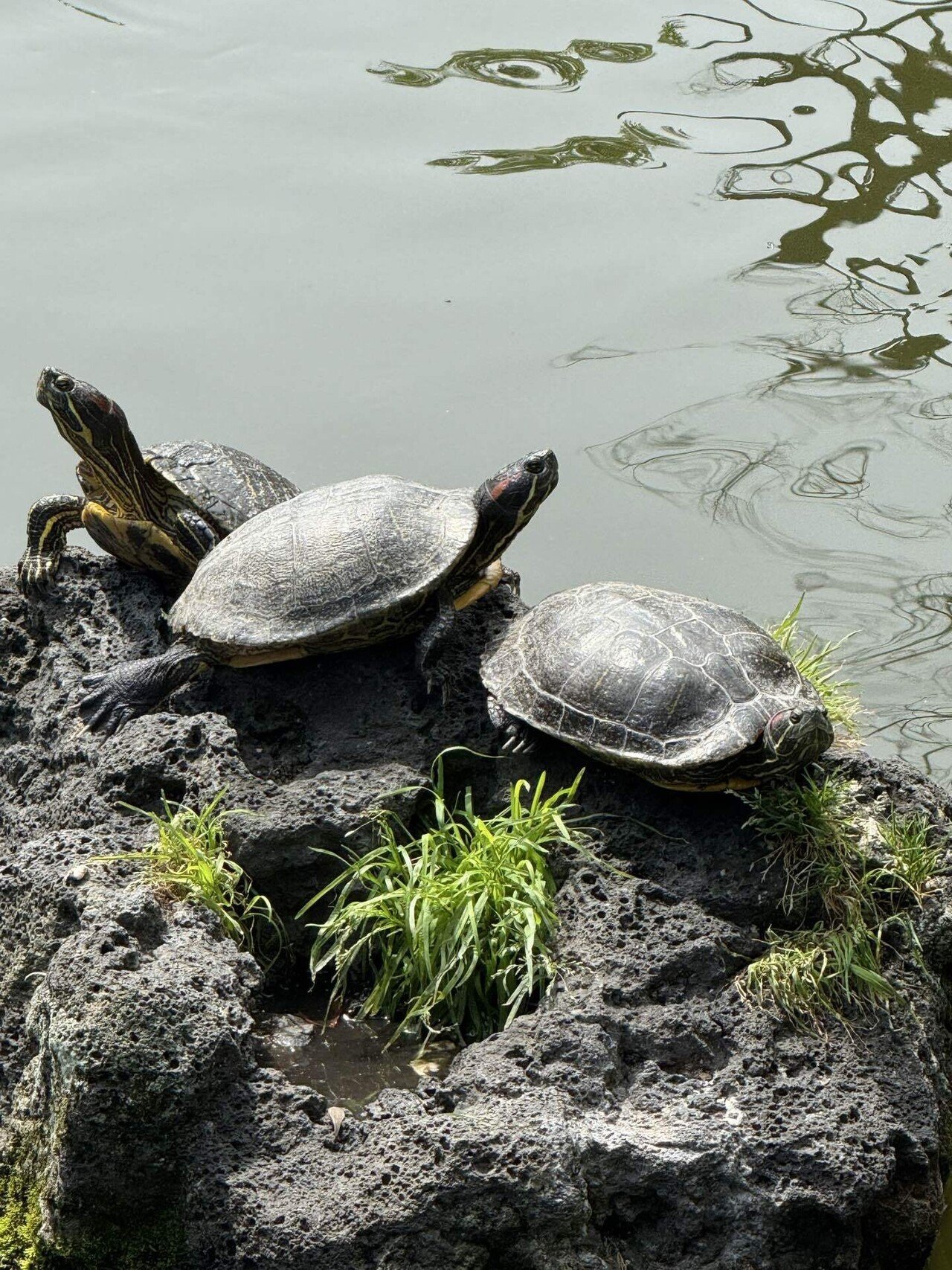 2025/05三島大社亀の甲羅干し｜福田博之
