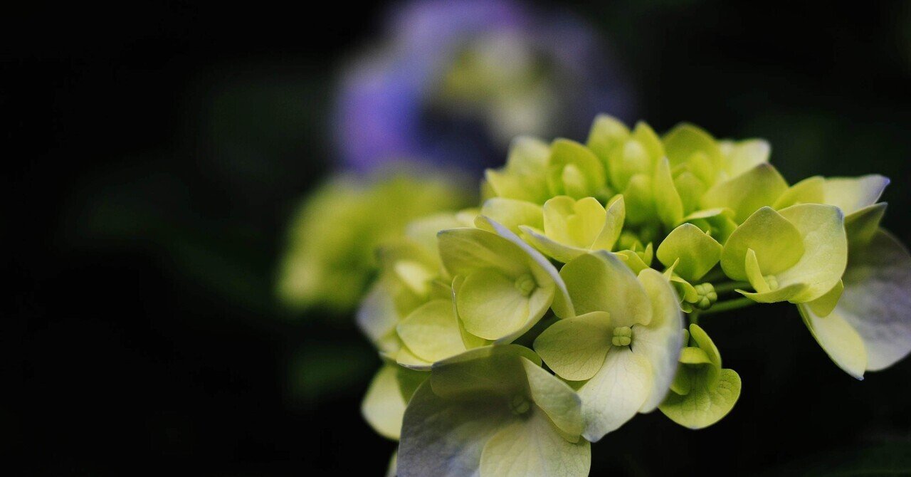 とにかく美しい薄物 紗合わせ 秘すれば花 | 福岡 和服の美容整形