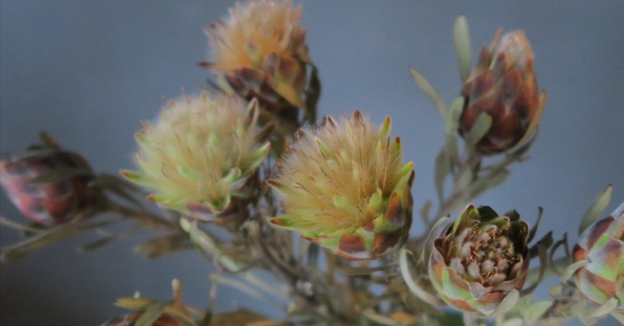 今日の花 リューカデンドロン プルモサム｜花屋のラフ