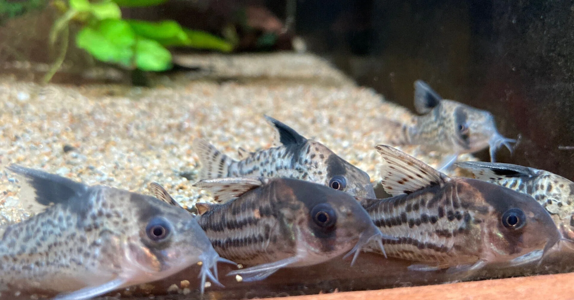 保存版】コリドラスを初めて飼育する方へ注意点｜だんごむし。／趣味 