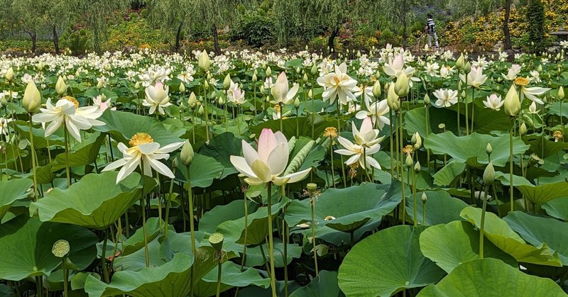 【おすすめ】 ハスの花」の人気タグ記事一覧｜note ――つくる、つながる、と 