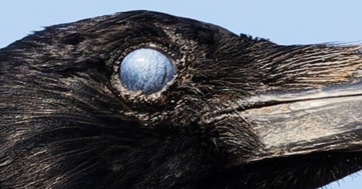 カラスの剥製 ハシボソガラス 希少 カラスの剥製。 - 森共同アトリエ 管理人日記