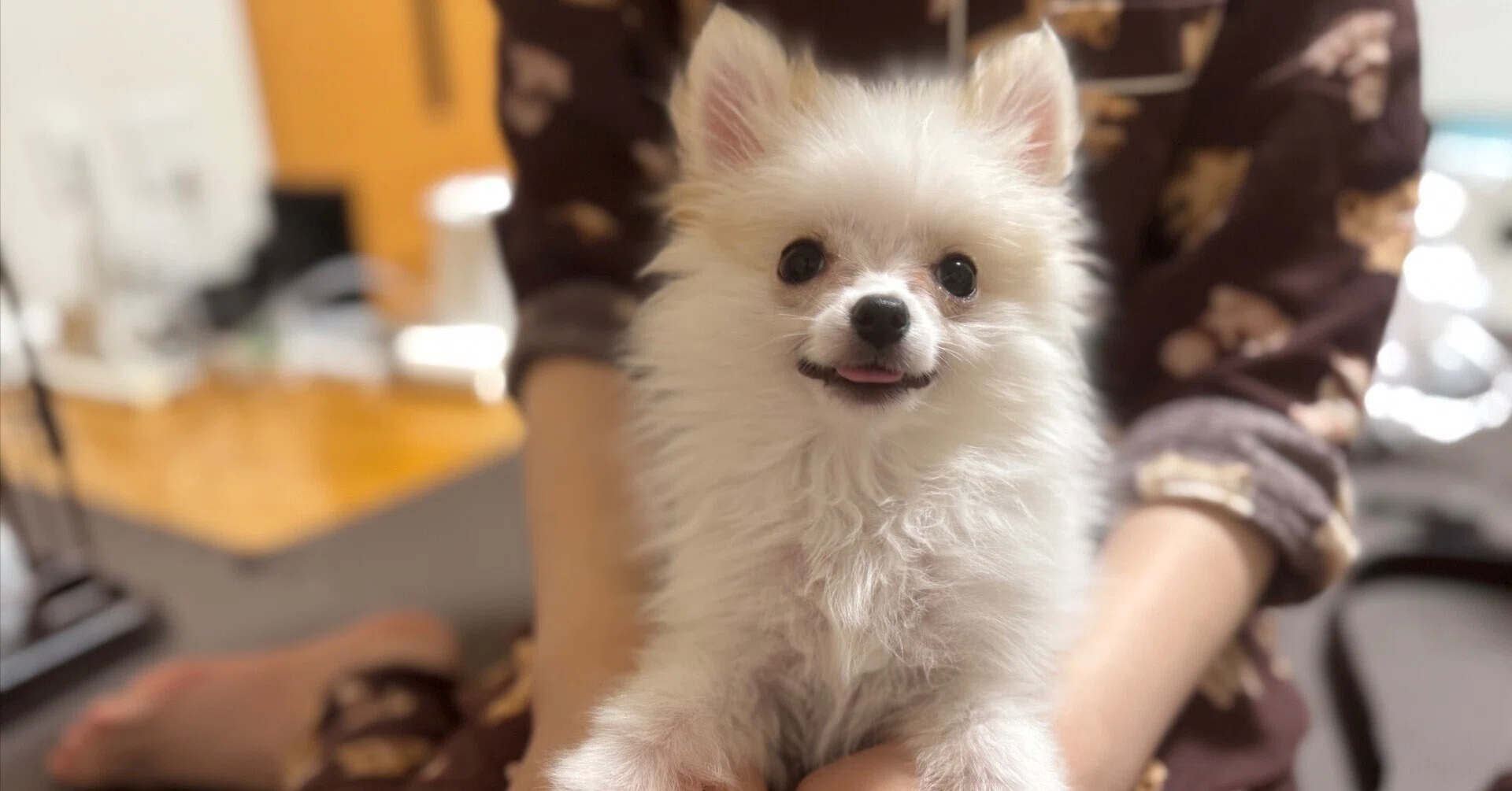 自己紹介｜20代中盤初めてのイッヌ｜初めてのnote｜イッヌとヌッシの 