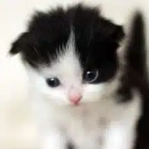 ココネコ