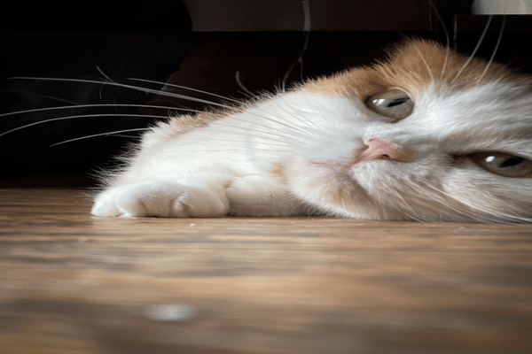 2/22 猫の日 世界中の猫たちが幸せでありますように。 猫