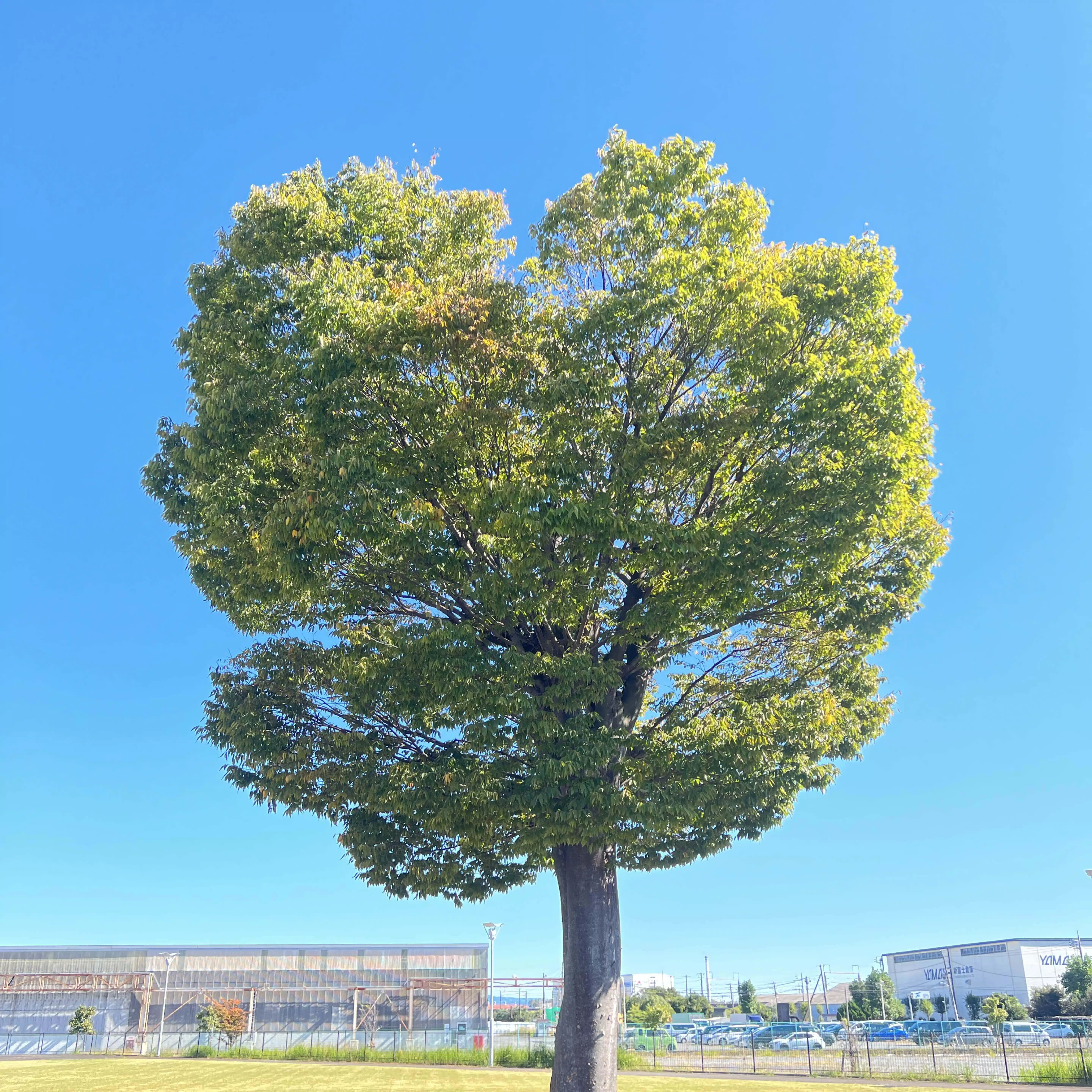 syoutoku77