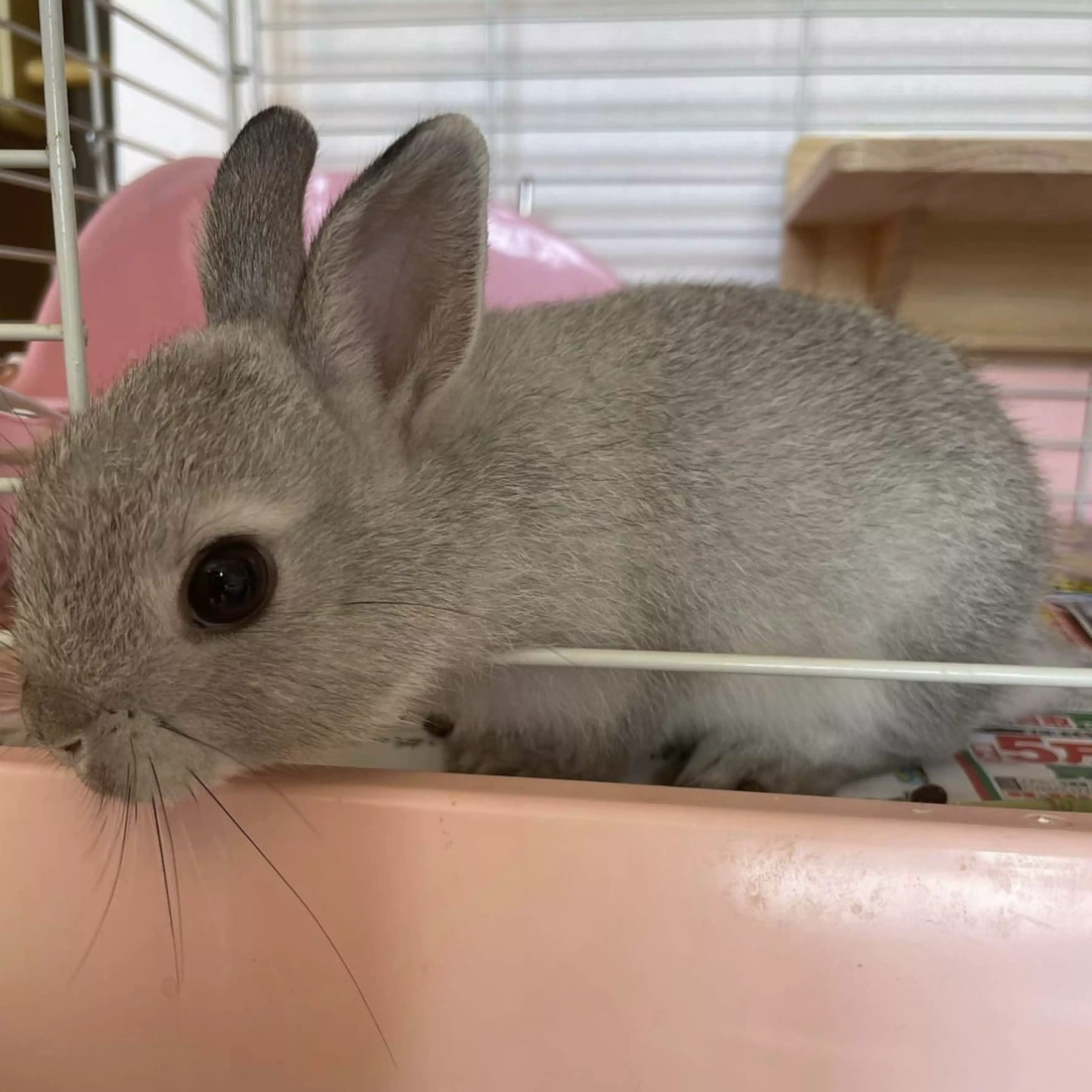 けんけん