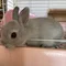 けんけん