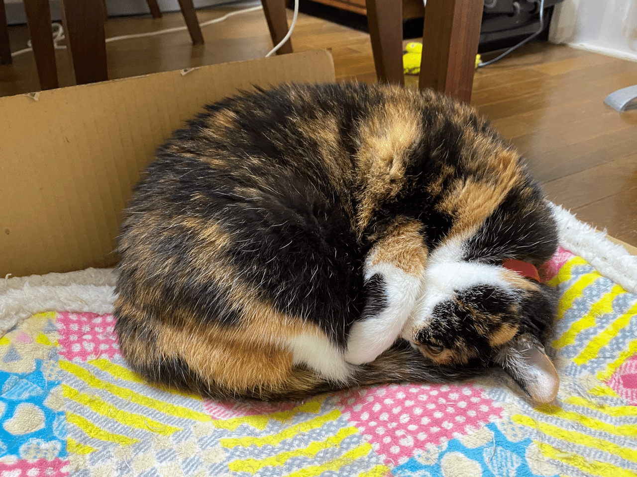うちの実家の猫たちは正反対だ うぬ山 Note うちの実家の猫たちは正反対だ うぬ山 Note