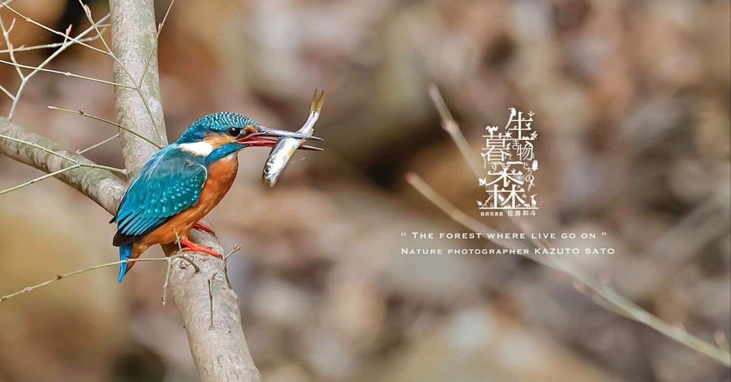 生き物たちの暮す森｜N0.038「カワセミ」｜佐藤和斗 KAZUTO PHOTO OFFICE