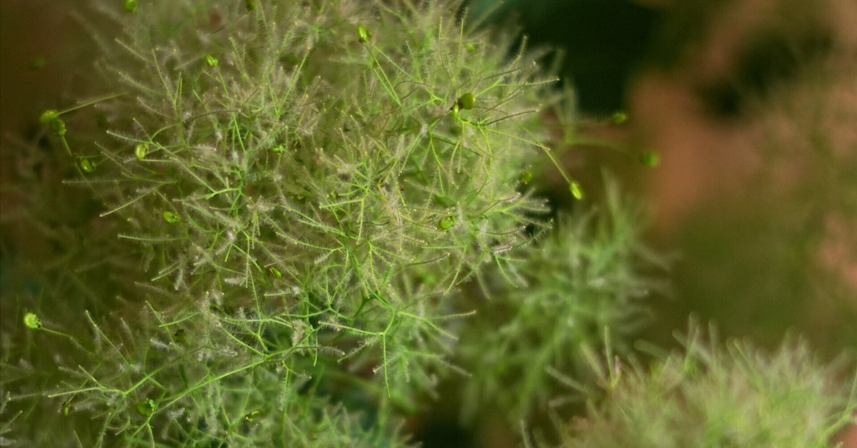 スモークツリー　開花サンプル写真 青森県津軽産 スモークツリーフェア開催🌸 花武公式アプリ入会で