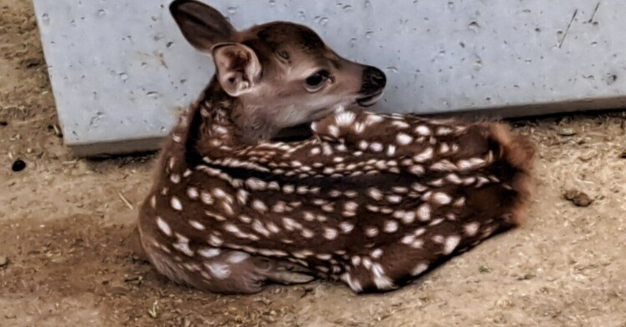 なぜ育児放棄？｜Green Planet