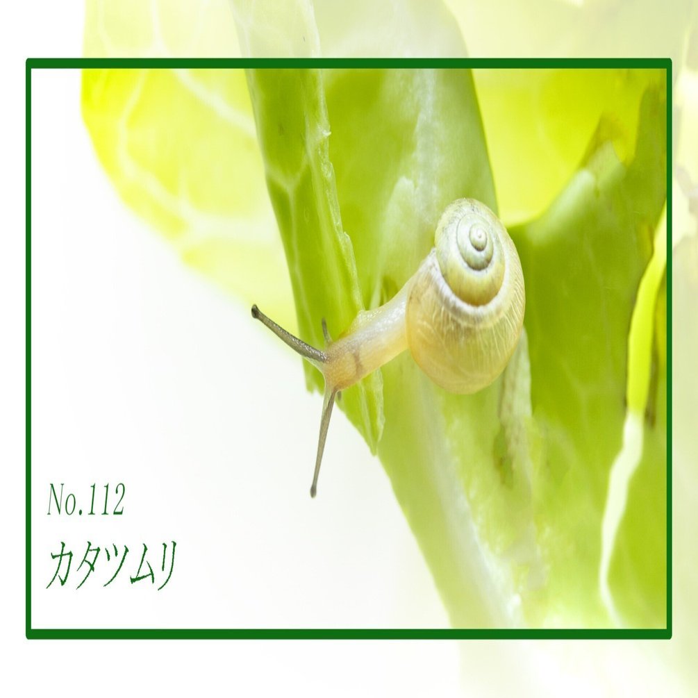 カタツムリ No.112｜ribbon(リボン)