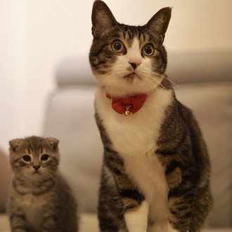 Amoが家族になるまで 猫アレルギーが猫を飼う 保護猫amo T Aimeの山あり谷あり Note