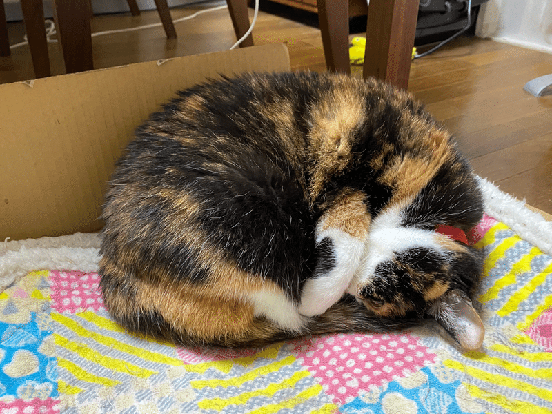 うちの実家の猫たちは正反対だ うぬ山 Note うちの実家の猫たちは正反対だ うぬ山 Note