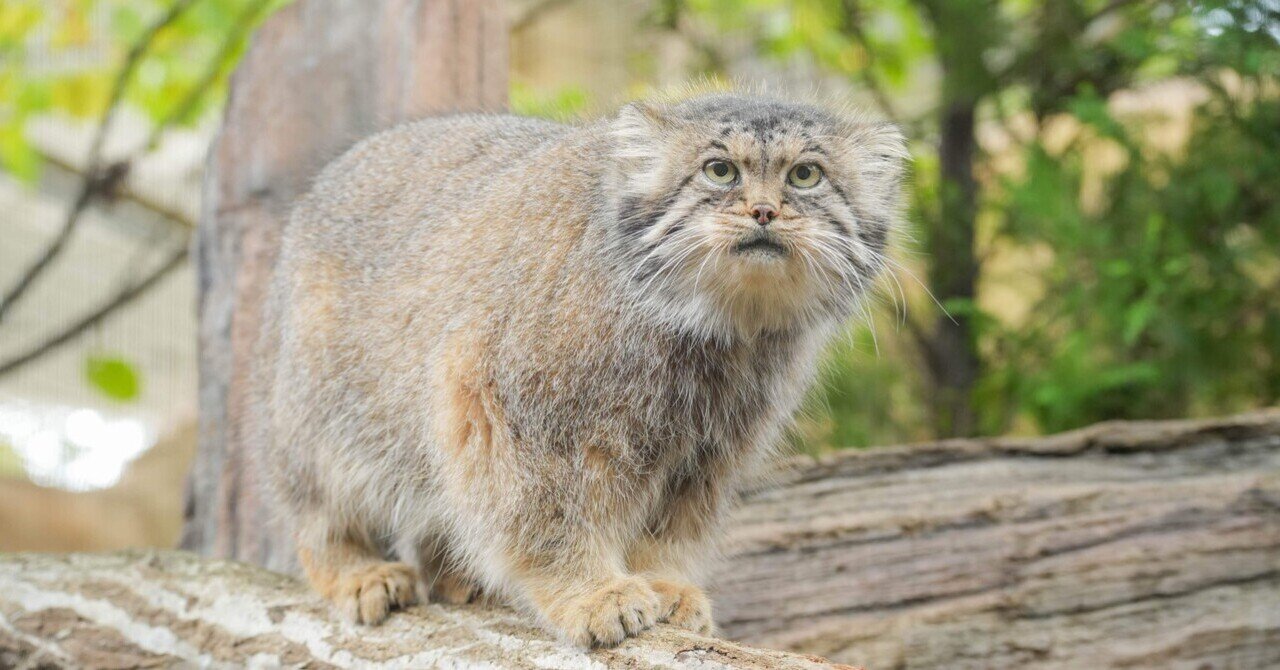 マヌルネコのポリーが死亡しました｜那須どうぶつ王国公式note