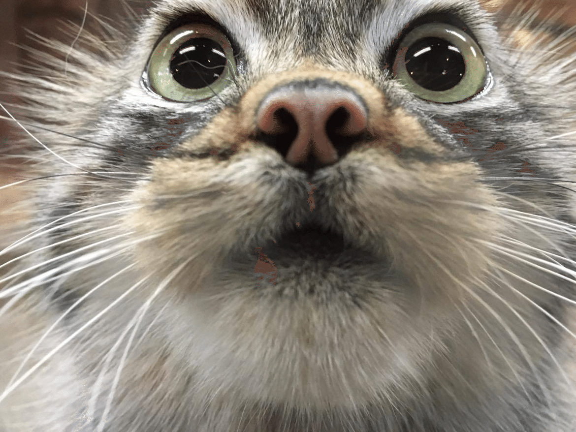 マヌルネコのポリーが死亡しました｜那須どうぶつ王国公式note