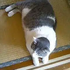 みやこ