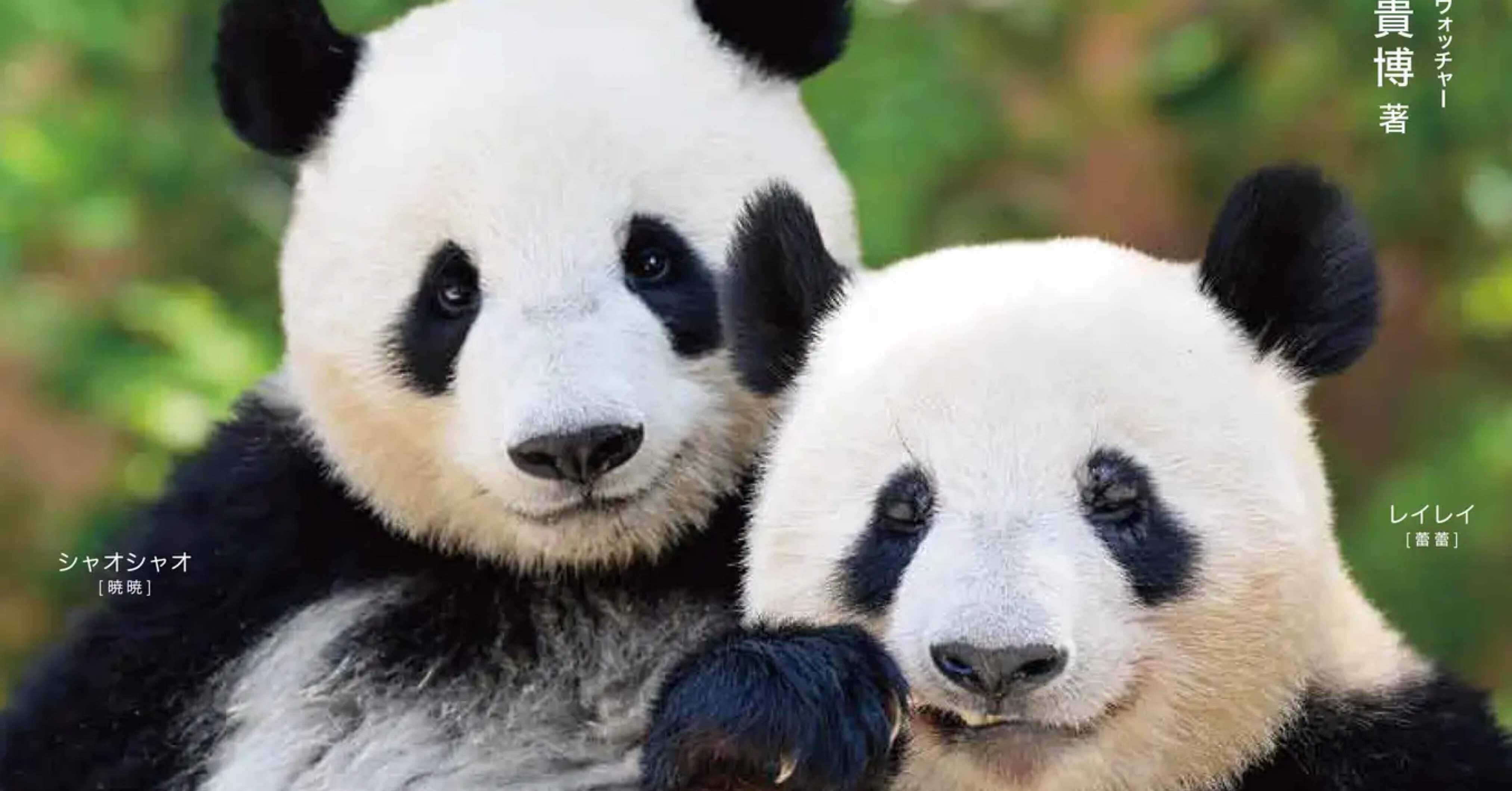 上野動物園シャオシャオ＆レイレイ2歳記念ポストカード（日齢376日