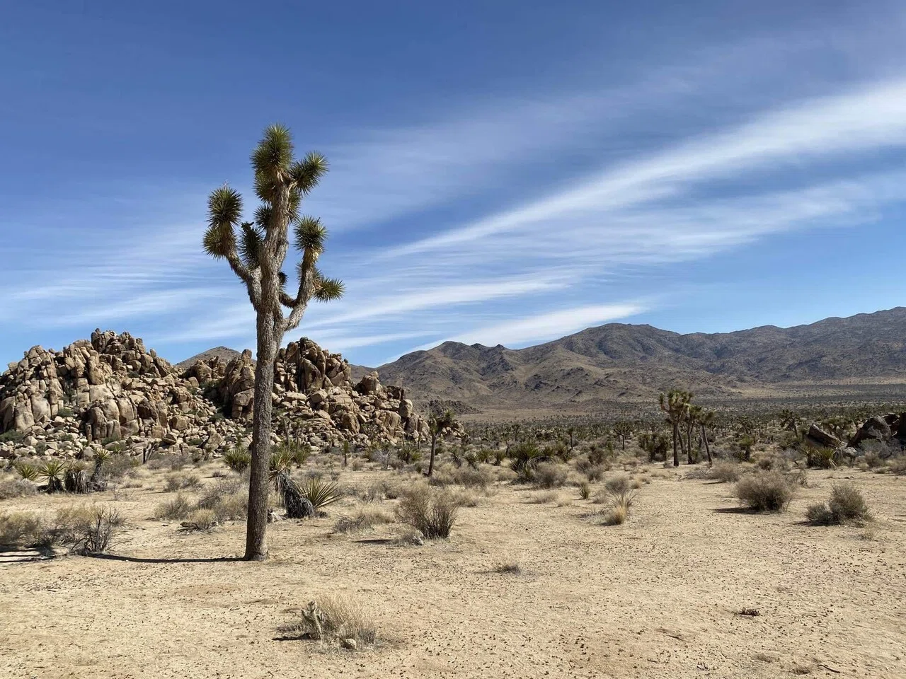 旅行ガイド】Joshua Tree National Park ~ジョシュアツリー国立公園