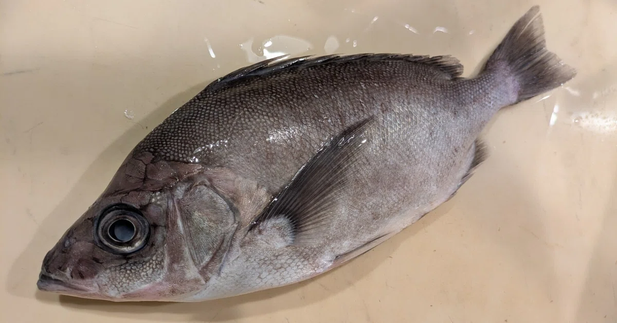 2025年5月26日（月）「未利用魚・クサカリツボダイ」｜おおたま