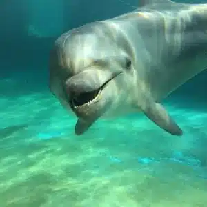 Azure🐬アジュール