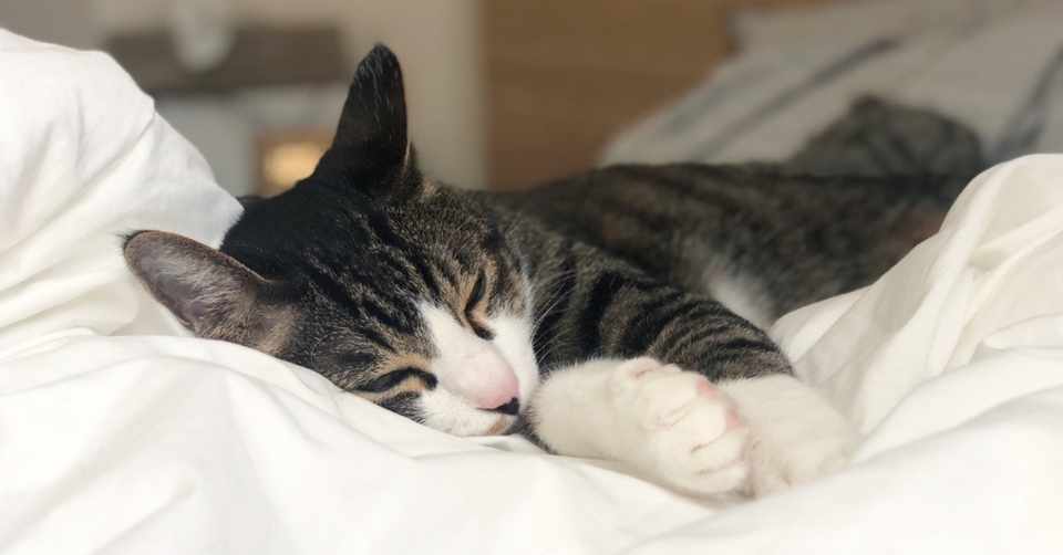 Amoが家族になるまで 猫アレルギーが猫を飼う 保護猫amo T Aimeの山あり谷あり Note