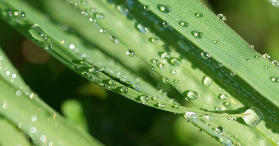 植物が緑色の理由がすごい よくできてる Soyan Lab Note