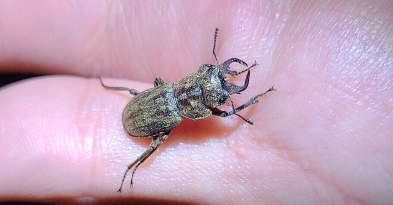 フレーム入り　 ボルネオ島クワガタムシ　標本 フレーム入り ボルネオ島クワガタムシ 標本 <0829z昆虫標本