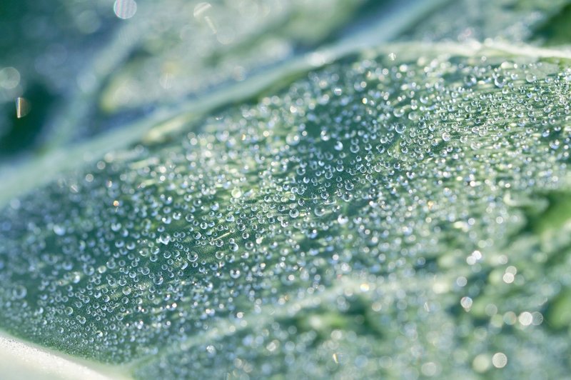 植物が緑色の理由がすごい よくできてる Soyan Lab Note
