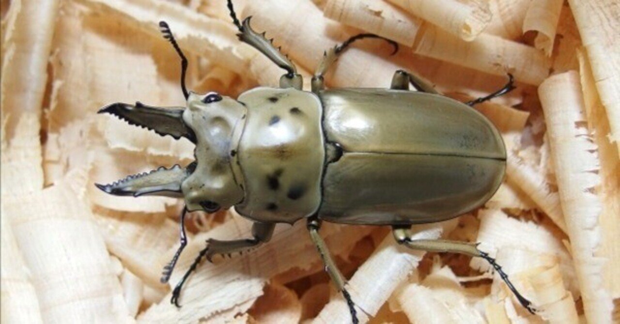 WD】モセリオウゴンオニクワガタの飼育記録【2014～2015】｜AKECHI