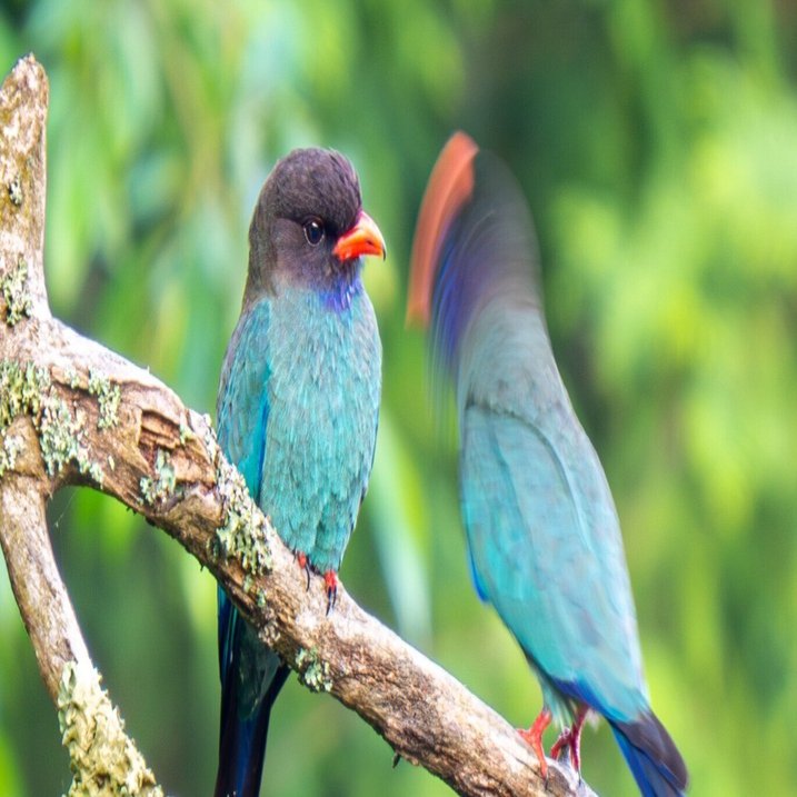 OLYMPUS PEN Lite E-PL7で挑む！ブッポウソウの超望遠撮影 / OM SYSTEM