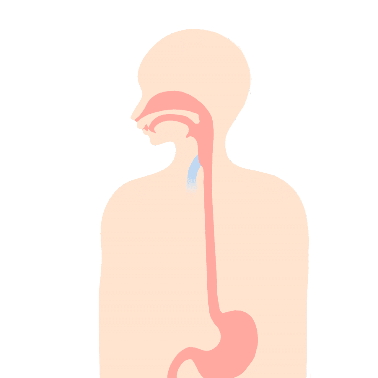 食道の名称分けについて とびぃ Note
