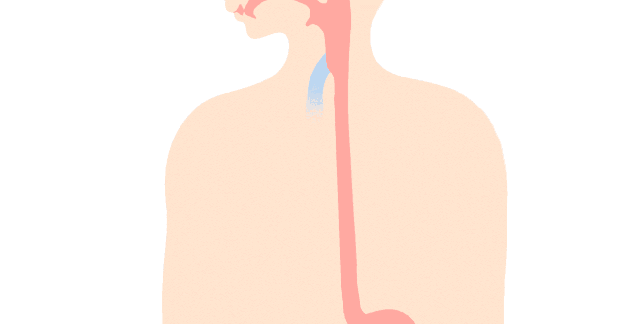 食道の名称分けについて とびぃ Note