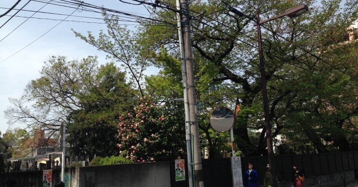 法明寺_新緑の桜