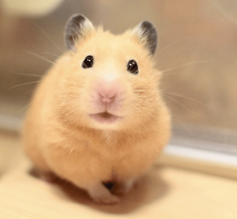 集合住宅でペットと暮らしたい マンションやアパートで飼えるエキゾチックアニマルとは いい部屋ペット いい部屋ネット 公式 Note