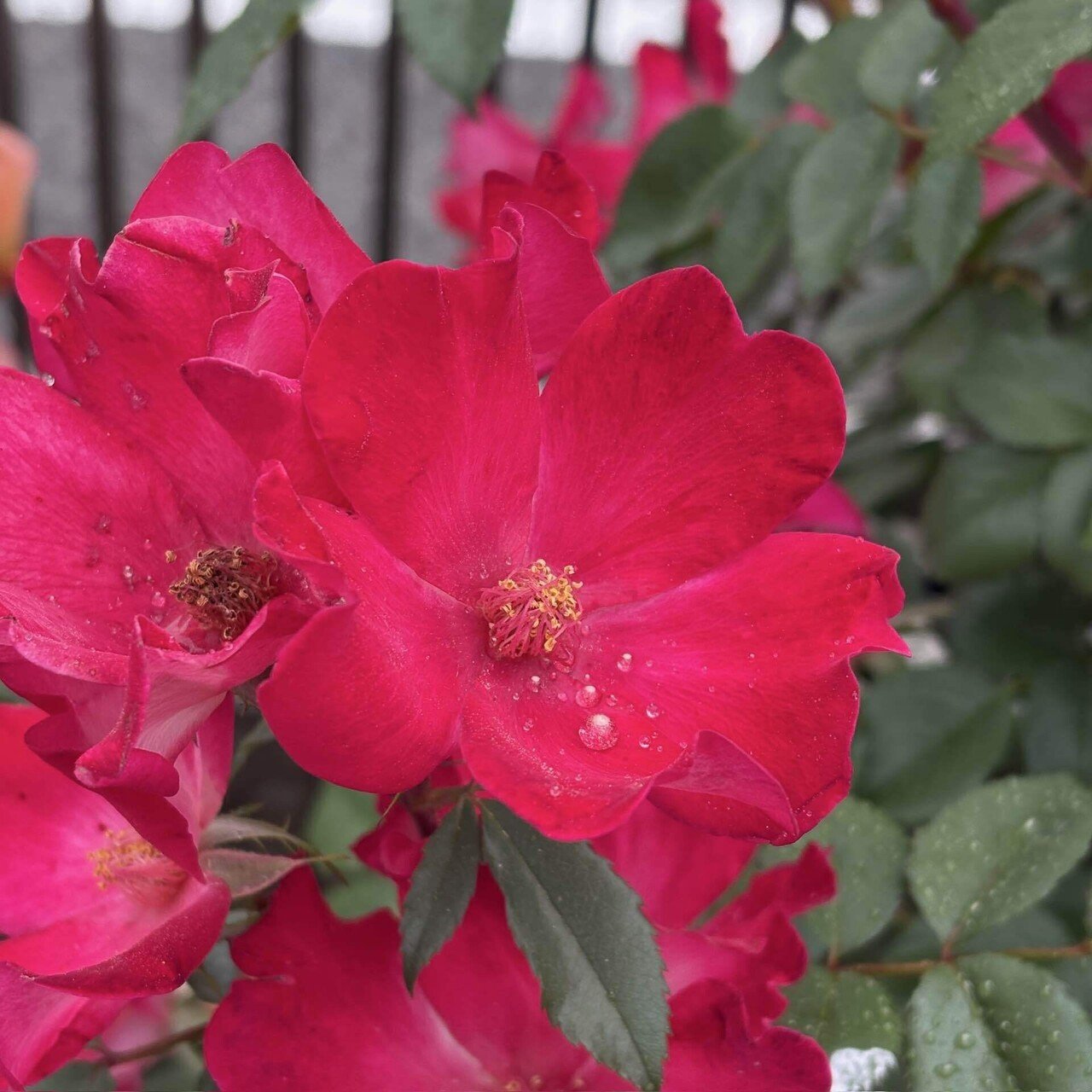 薔薇○コメント下さい バラ🌹 品種不明 ピンク「GardenAlbum2025」のアルバム-みんなの