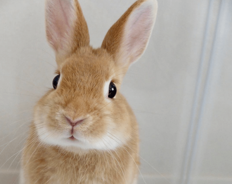 集合住宅でペットと暮らしたい マンションやアパートで飼えるエキゾチックアニマルとは いい部屋ペット いい部屋ネット 公式 Note