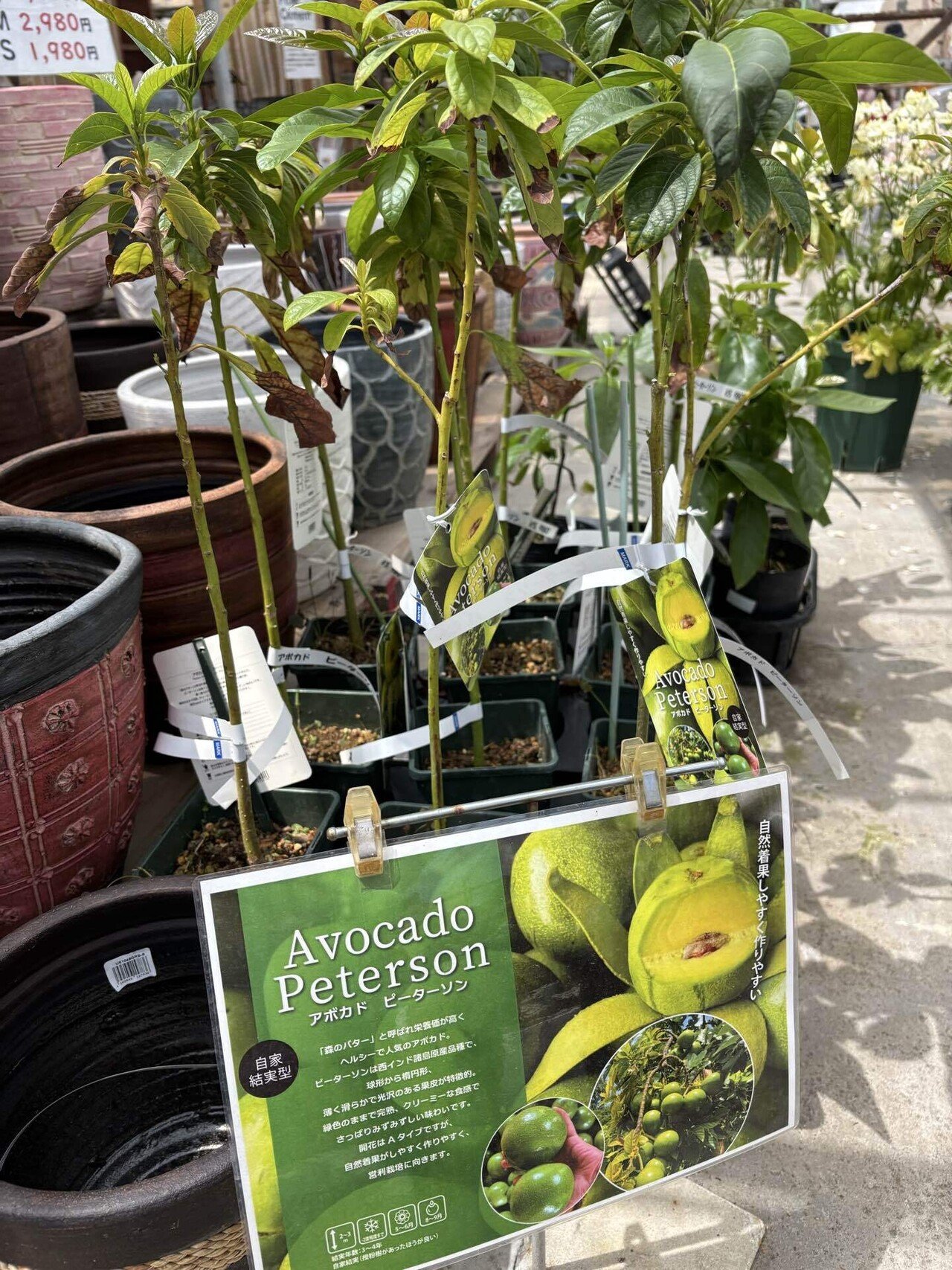 一般人が本気でアボカド栽培に挑戦してみた26[新種発見ピーターソン