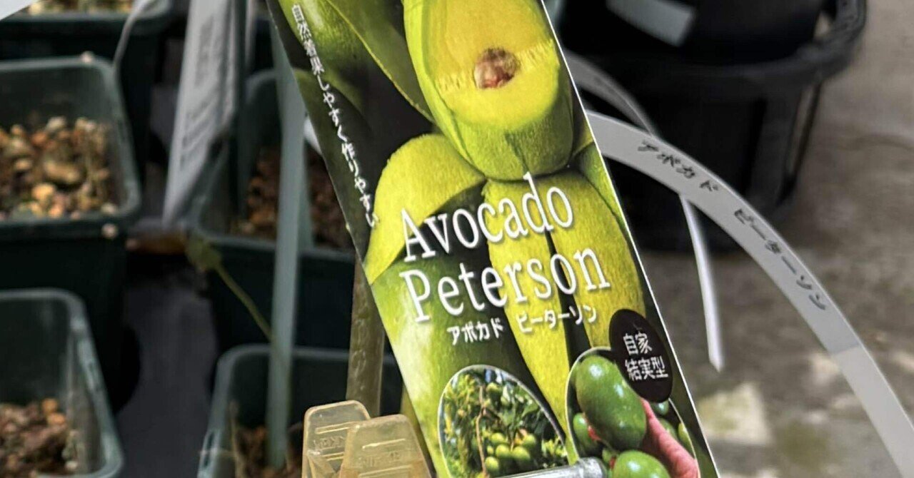 一般人が本気でアボカド栽培に挑戦してみた26[新種発見ピーターソン