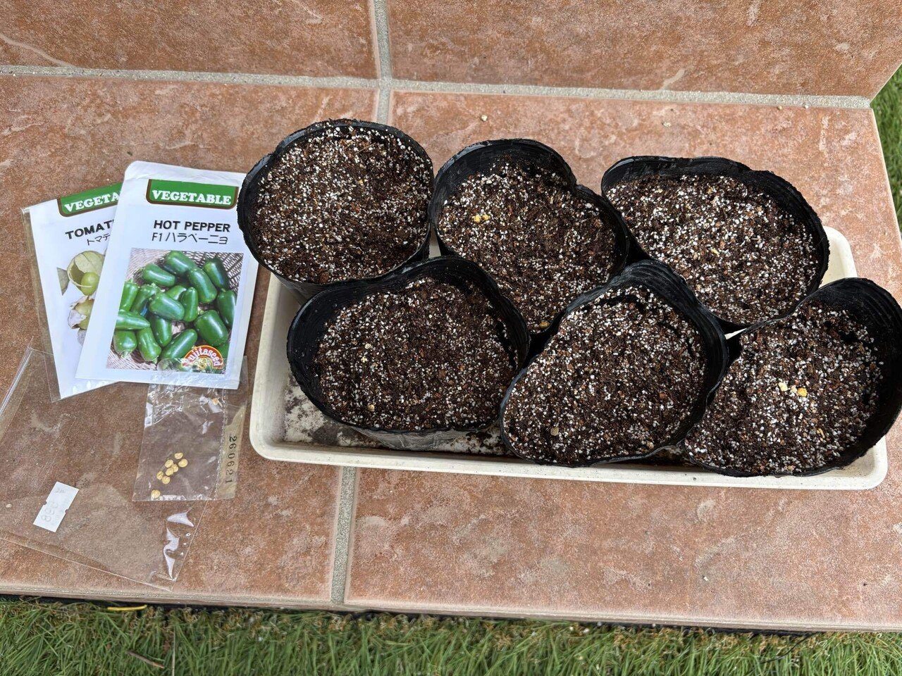 一般人が本気でアボカド栽培に挑戦してみた26[新種発見ピーターソン