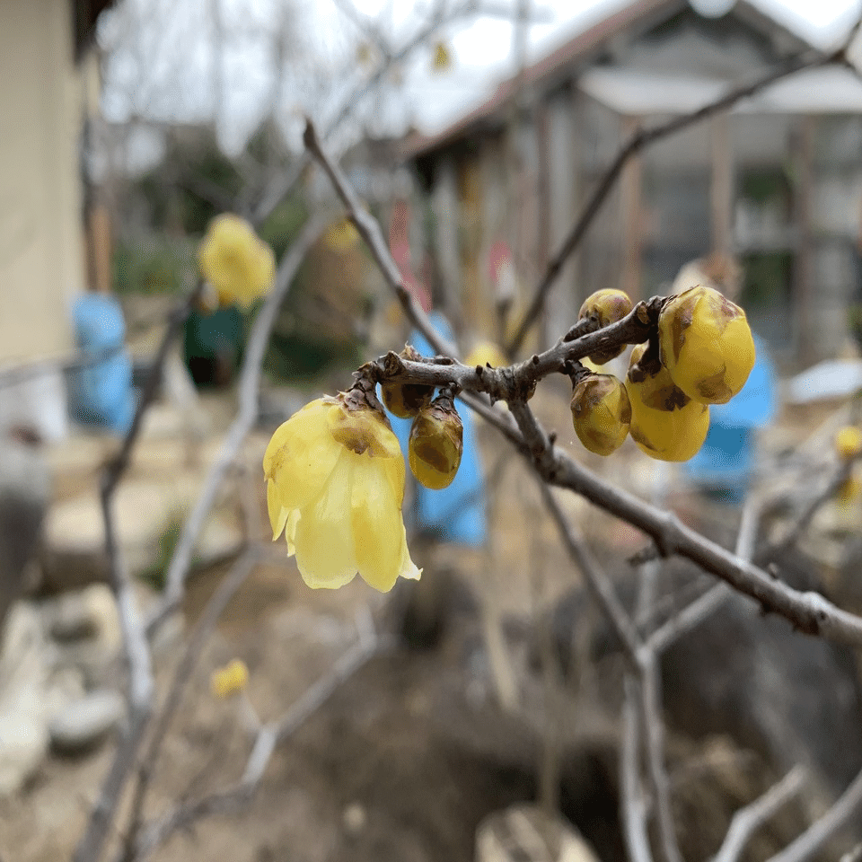 早春の花 平屋私庭日記 ３７ ライツ社